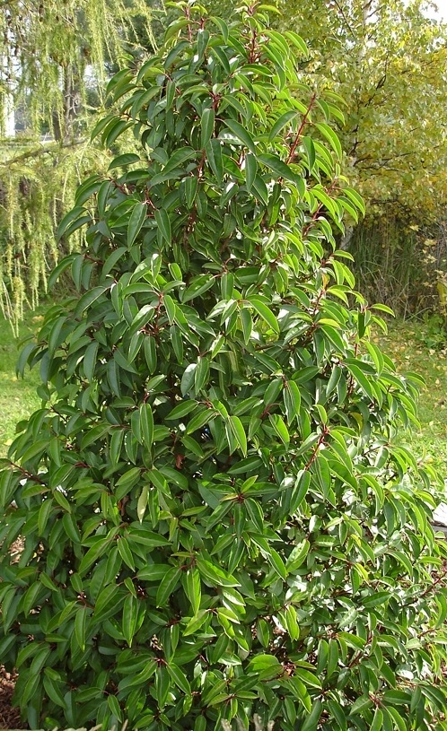 prunus lusitanica taillé en cône